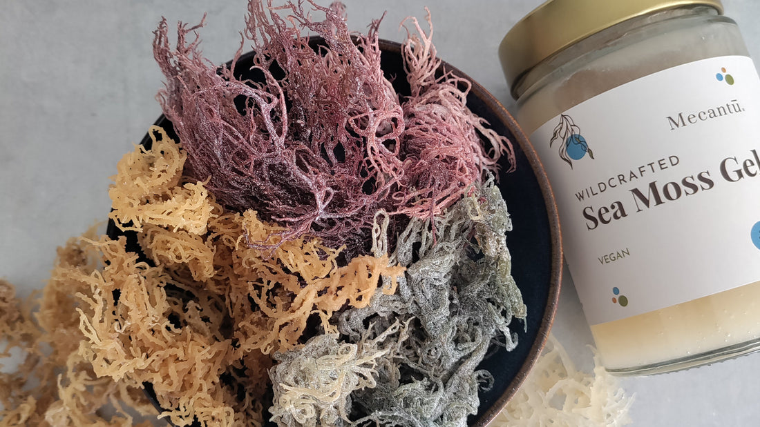 Embracing the Diversity of Sea Moss Colours