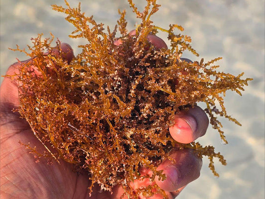 Sea Moss Is A Jamaican Tradition Passed Down Through Generations